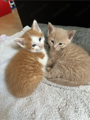 Süße Katzenbabys suchen ein liebevolles Zuhause   