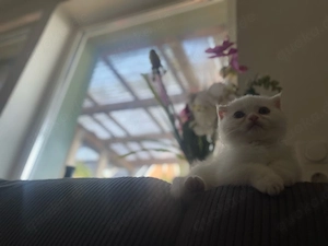 Wunderschöne BLH Katze sucht ein neues Zuhause