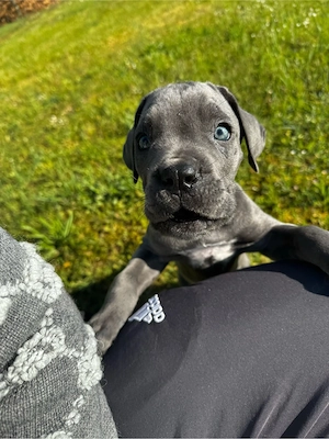 cane corso welpe 