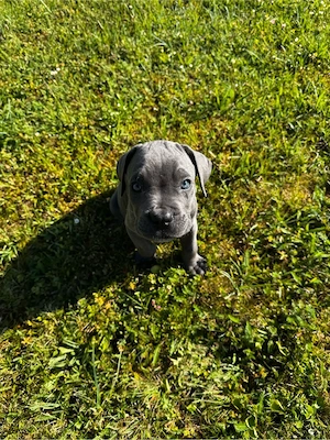 cane corso welpe  Bild 2