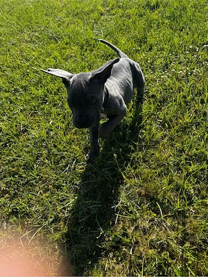 cane corso welpe  Bild 3