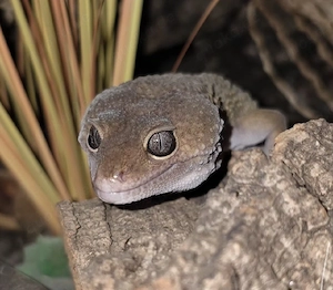 Leopardgecko Männchen