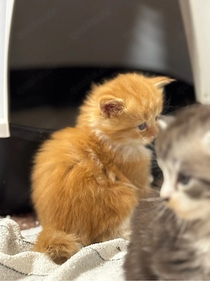 Maine Coon Kitten Bild 2