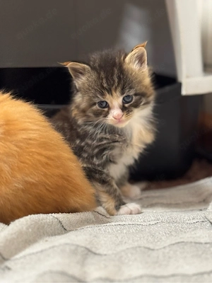 Maine Coon Kitten Bild 3
