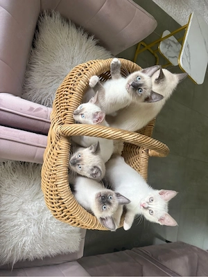 kitten suchen demnächst neues zuhause