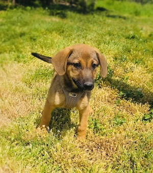 Kleiner Max sucht eine Familie 