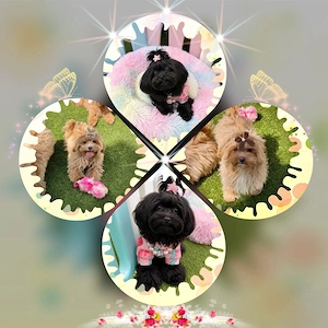 Maltipoo Welpen