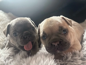 Französische Bulldoggen Welpen suchen liebevolles Zuhause