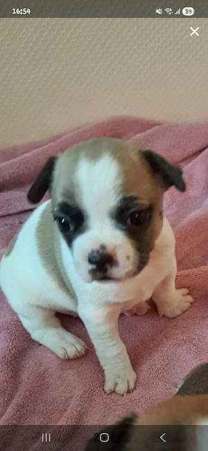 Französiche Bulldogge mix welpen
