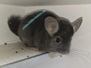 Chinchillas suchen ein zu Hause  Bild 5