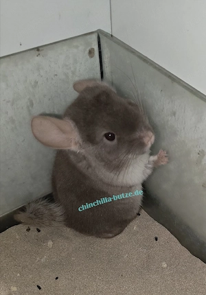Chinchillas suchen ein zu Hause  Bild 9