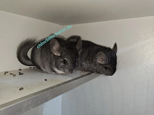 Chinchillas suchen ein zu Hause  Bild 6