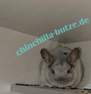 Chinchillas suchen ein zu Hause 