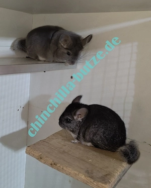 Chinchillas suchen ein zu Hause  Bild 8