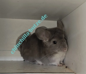 Chinchillas suchen ein zu Hause  Bild 7