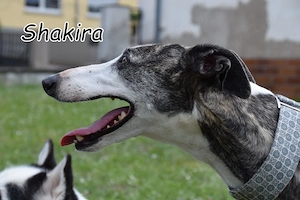 Darf Shakira nun ihr Glück finden und endlich aus dem stressigen Tierheim entkommen?