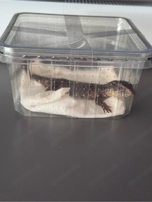 Steppenwaran Varanus exanthematicus