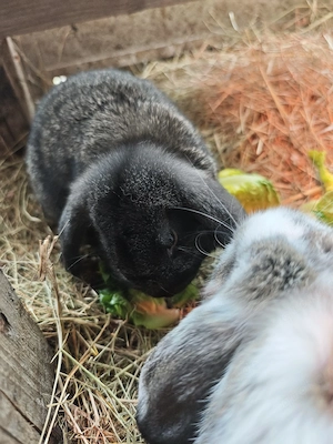 Mini Lop, Zwergwidder, Rammler sucht Zuhause 