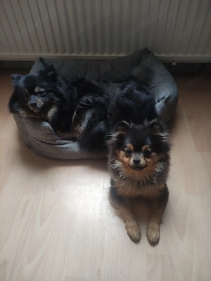 Pomeranian Welpen Black and Tan