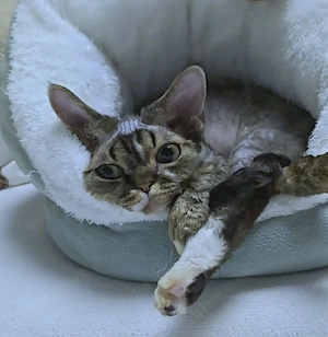 Schattenohr-Sonnenstrahl