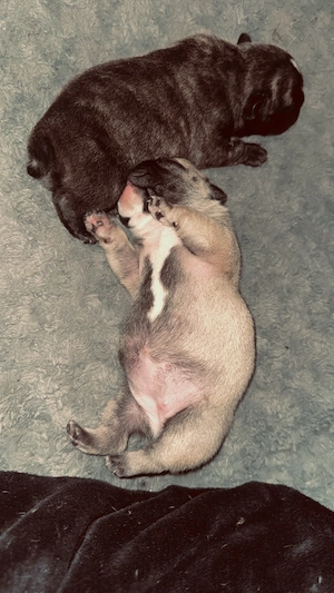  2 Französische Bulldoggen Mädchen 