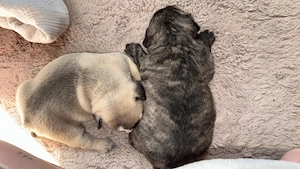  2 Französische Bulldoggen Mädchen 