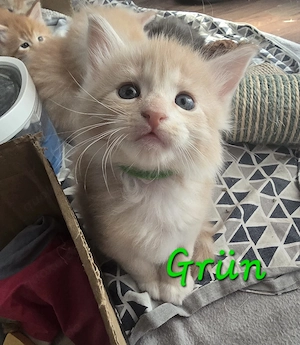 Maine coon Kitten 