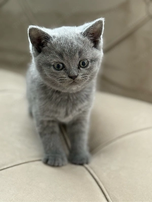 BKH Kitten Blue & Lilac voll Süss