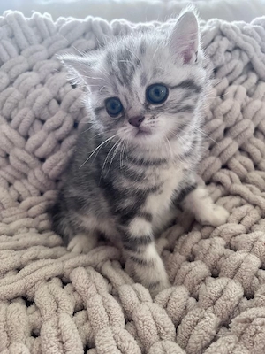 BKH Kitten 
