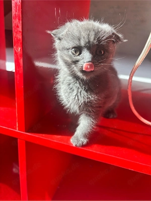 Tükisch Van Katzen babys         