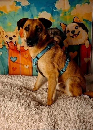 Roxy*Soulfood* dog sucht seine Menschen