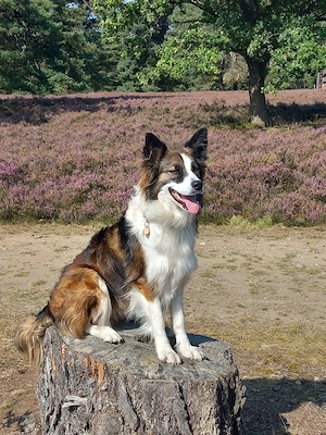 Wurfankündigung Border collie Australien Shepherd Mix