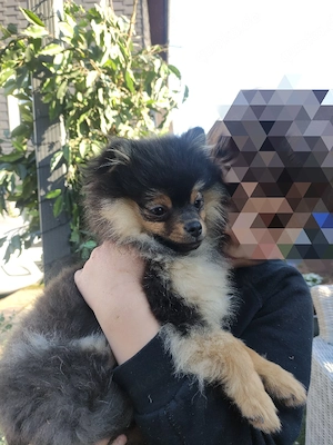 Pomeranian Welpen Black and Tan