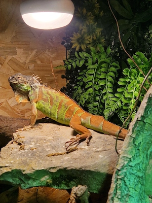 Leaguan Iguana Iguana Rot 