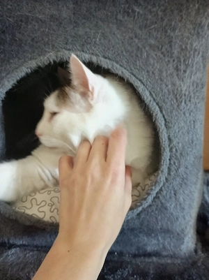 Ekh Kater Harvey