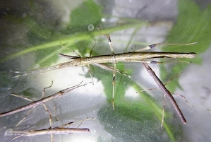 Stabschrecken Nuichua rabaeyae Vietnam Phasmiden Insekten 20x