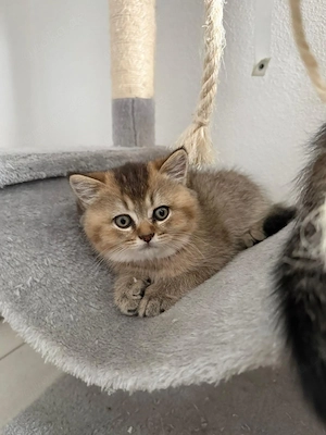 2 BKH mix black golden tabby kitten