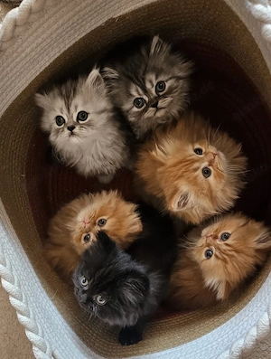 Süße Perser Kitten suchen liebevolles Zuhause 