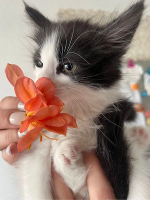 Norwegische Waldkatzen Kitten