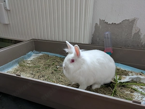 Zwergkaninchen - Löwenköpfchen 