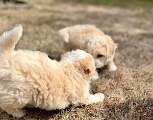 Maltipoo Welpen