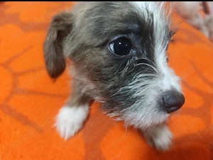 Winziger flauschiger Welpe auf der Suche nach einem liebevollen Zuhause   