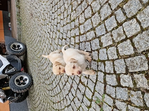 Labrador Welpen 