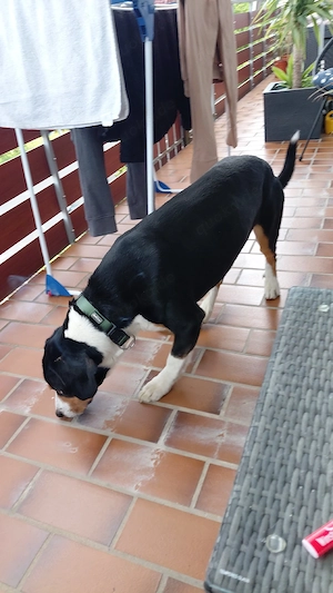 Entlebucher Sennenhund 