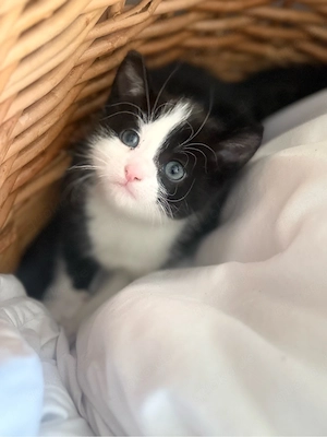 Baby katze 