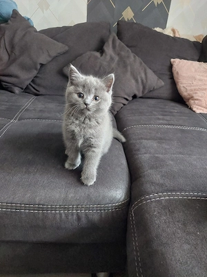 2 Süße Bkh Kitten suchen dich