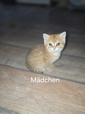 Bkh kitten in Golden Shaded und Tabby