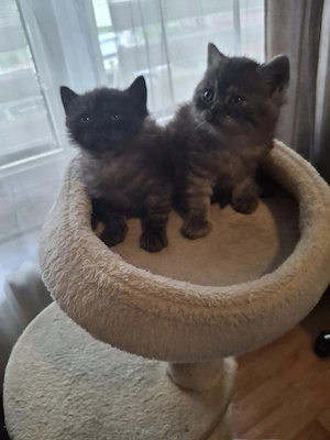 bkh reinrassige kitten Jungen