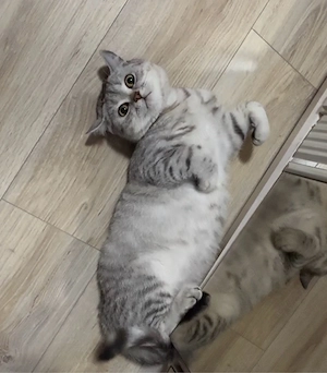 Deckkater BKH