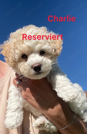 Weiße Welpen Bichon Frise